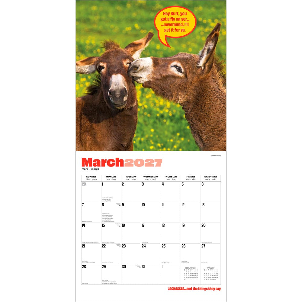 Jackasses | 2027 12 x 24 Inch (Hanging) Monthly Square Wall Calendar