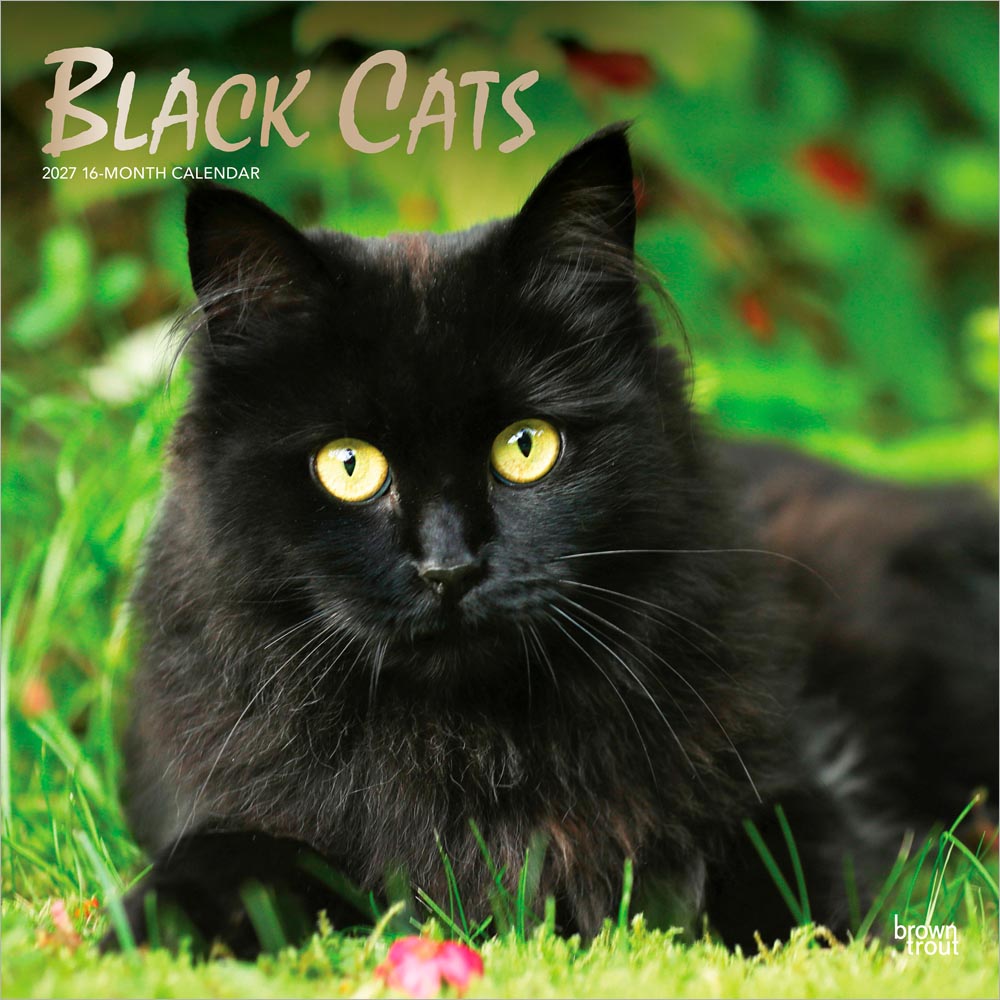 Black Cats | 2027 12 x 24 Inch (Hanging) Monthly Square Wall Calendar | Foil Stamped Cover