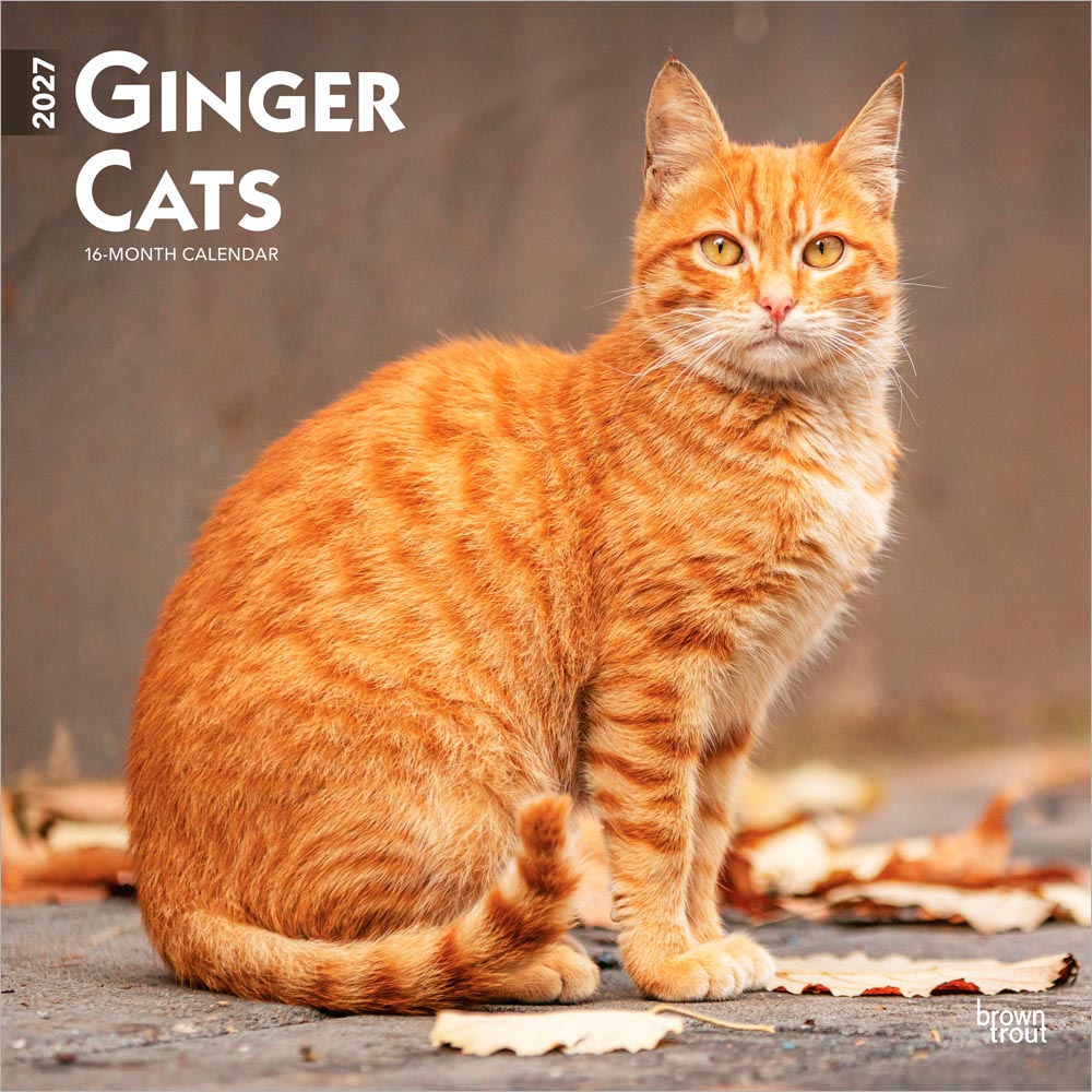 Ginger Cats | 2027 12 x 24 Inch (Hanging) Monthly Square Wall Calendar