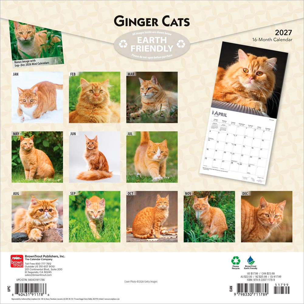 Ginger Cats | 2027 12 x 24 Inch (Hanging) Monthly Square Wall Calendar