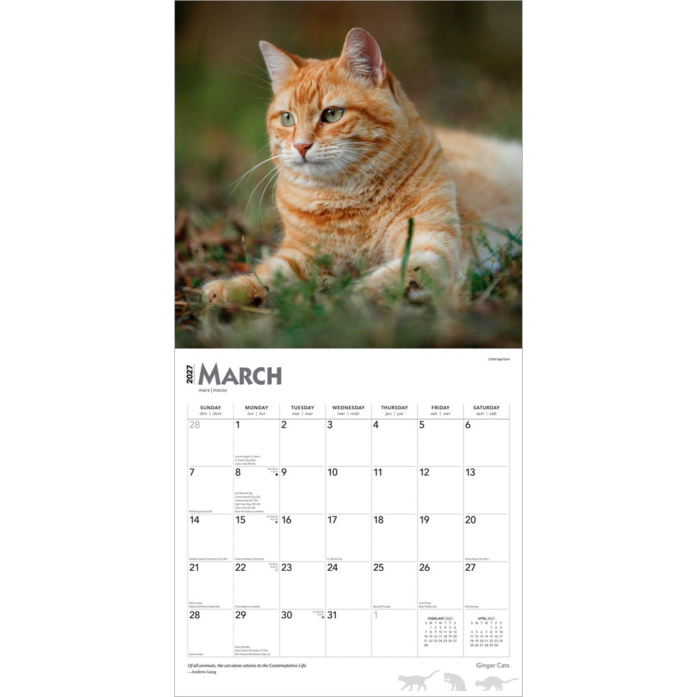 Ginger Cats | 2027 12 x 24 Inch (Hanging) Monthly Square Wall Calendar