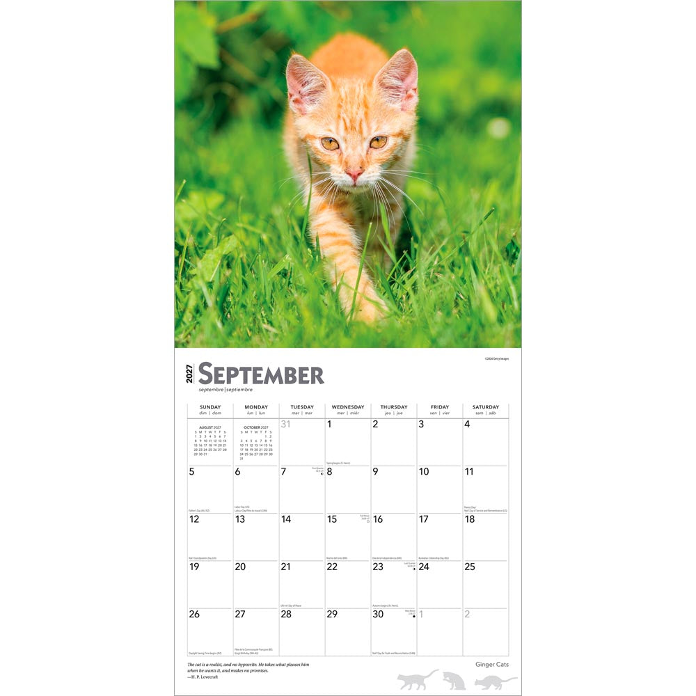 Ginger Cats | 2027 12 x 24 Inch (Hanging) Monthly Square Wall Calendar