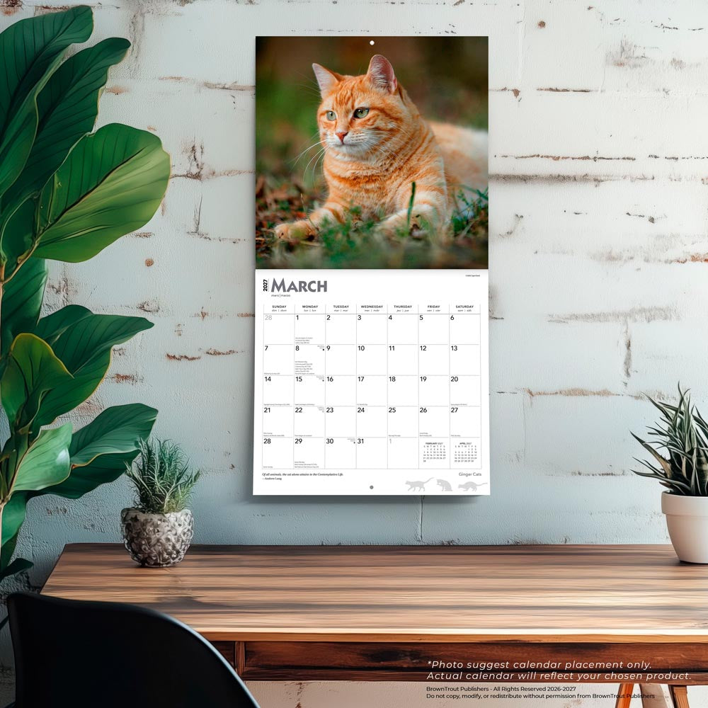 Ginger Cats | 2027 12 x 24 Inch (Hanging) Monthly Square Wall Calendar