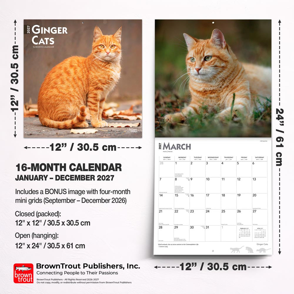 Ginger Cats | 2027 12 x 24 Inch (Hanging) Monthly Square Wall Calendar
