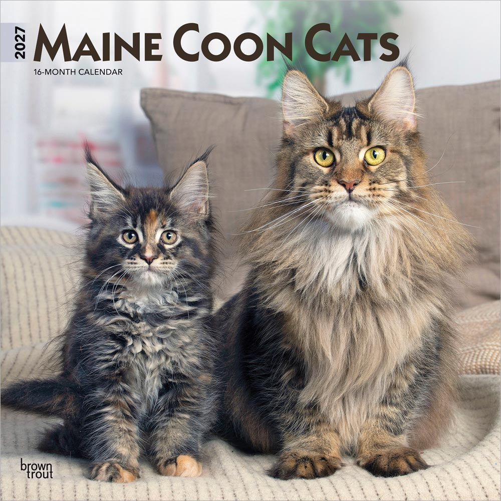 Maine Coon Cats | 2027 12 x 24 Inch (Hanging) Monthly Square Wall Calendar
