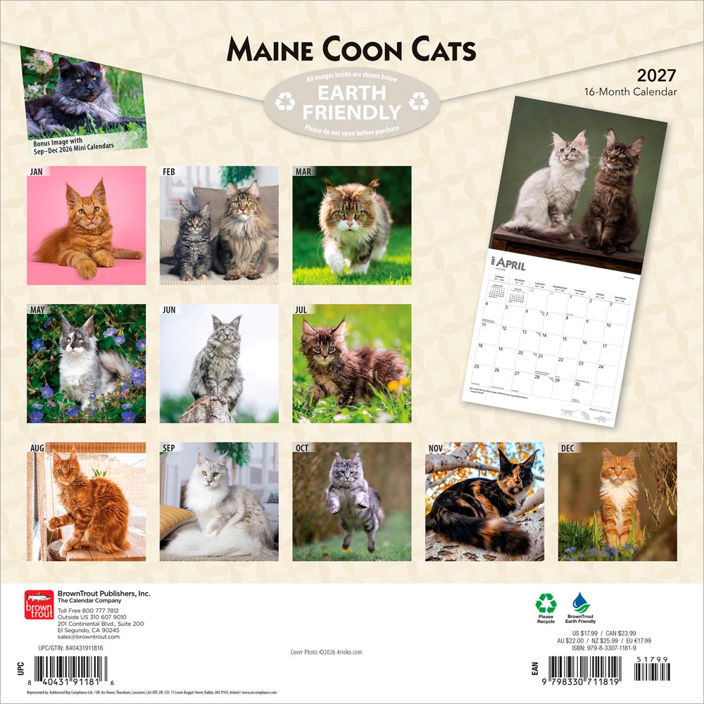 Maine Coon Cats | 2027 12 x 24 Inch (Hanging) Monthly Square Wall Calendar