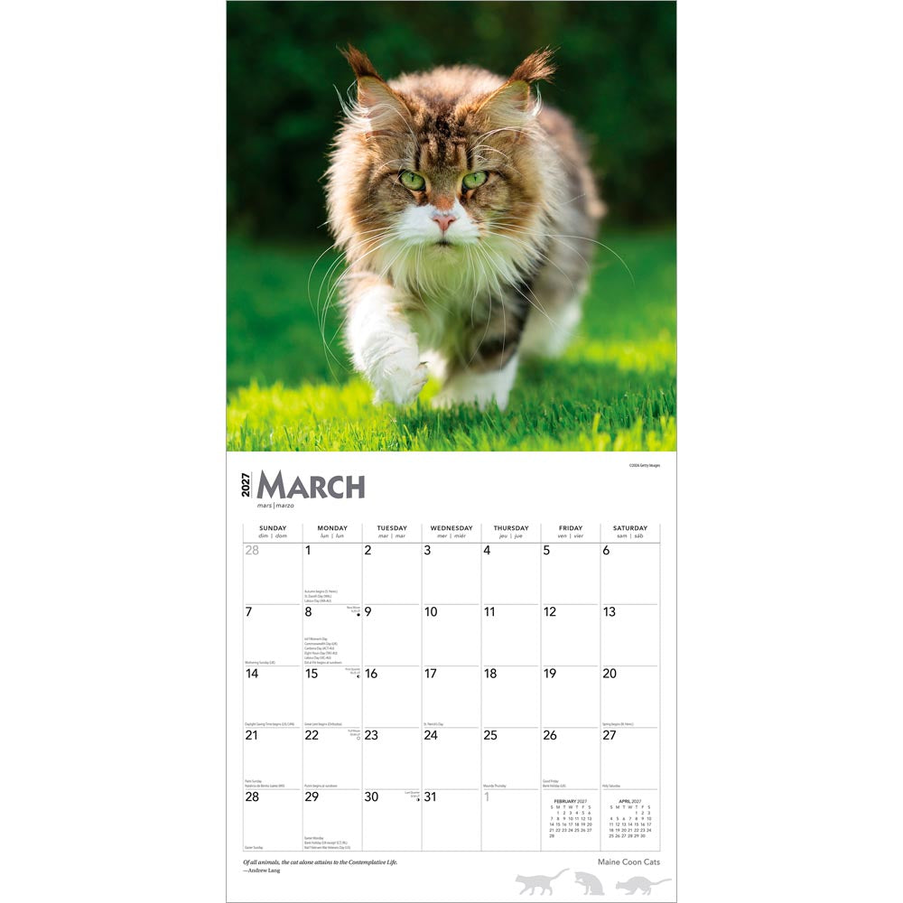 Maine Coon Cats | 2027 12 x 24 Inch (Hanging) Monthly Square Wall Calendar