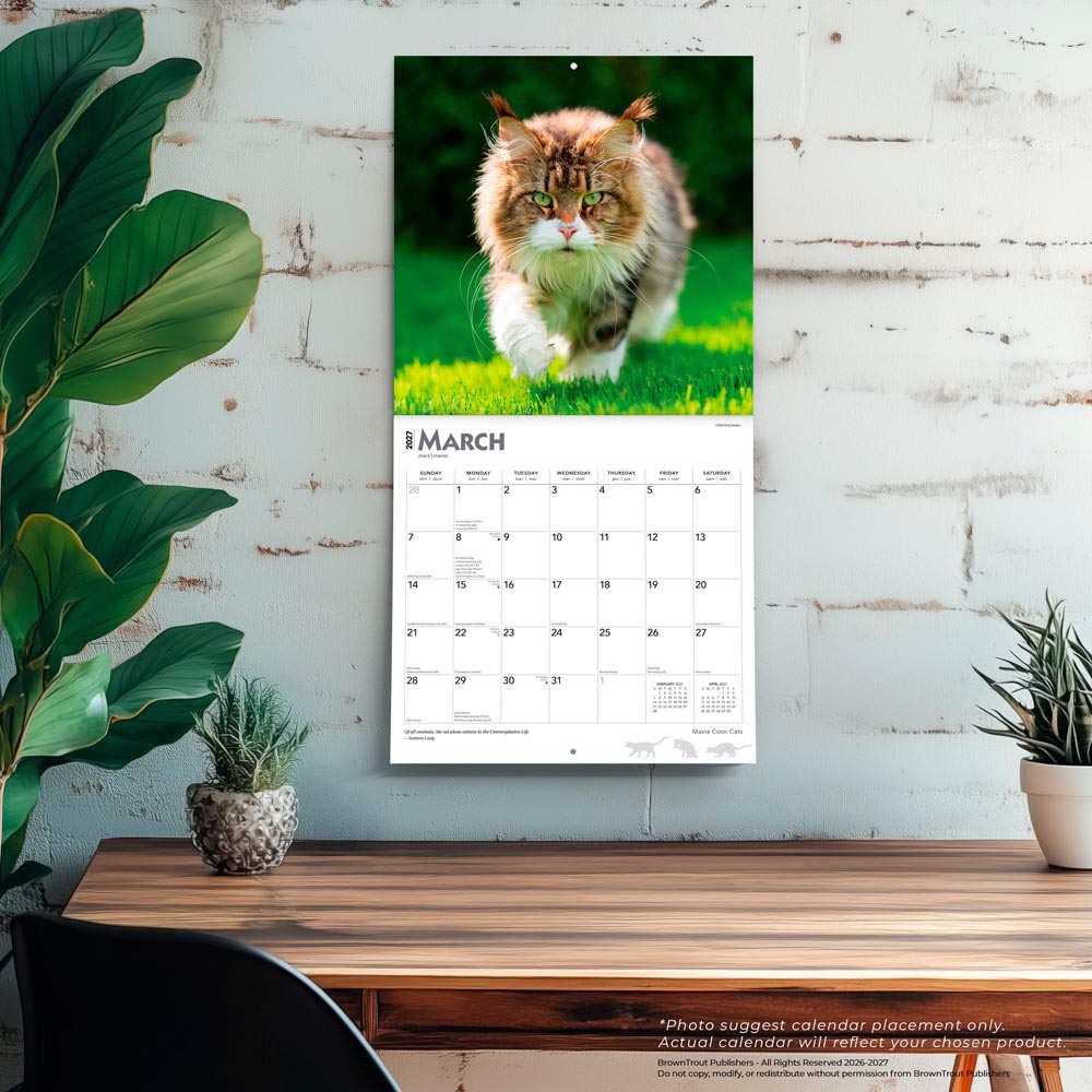 Maine Coon Cats | 2027 12 x 24 Inch (Hanging) Monthly Square Wall Calendar