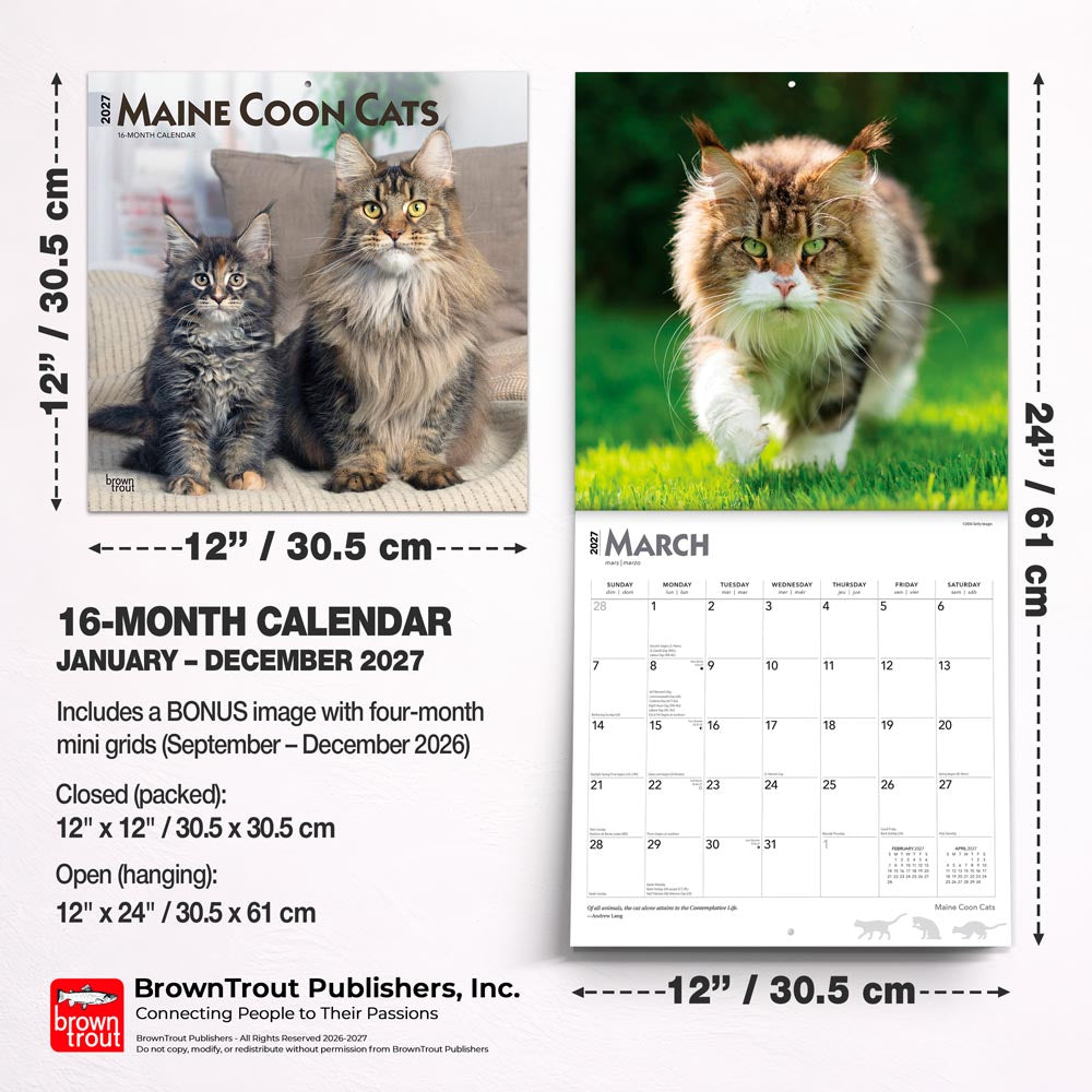 Maine Coon Cats | 2027 12 x 24 Inch (Hanging) Monthly Square Wall Calendar