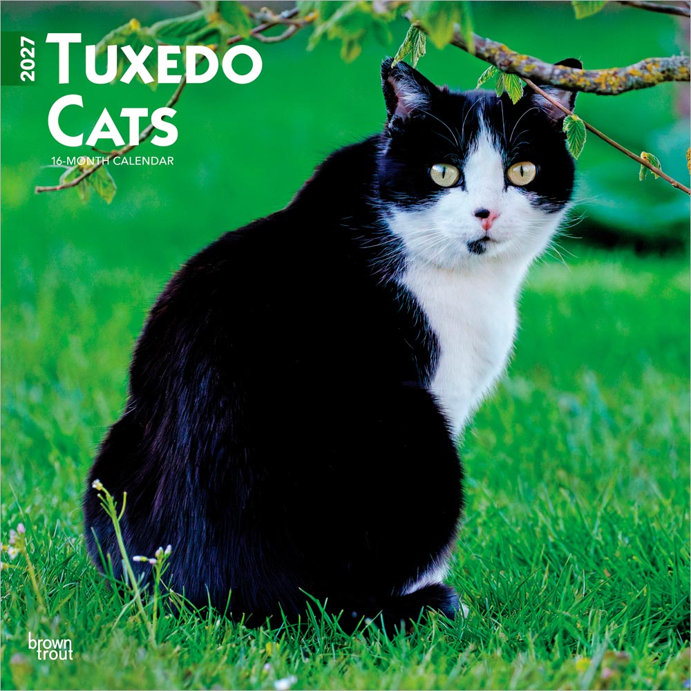 Tuxedo Cats | 2027 12 x 24 Inch (Hanging) Monthly Square Wall Calendar