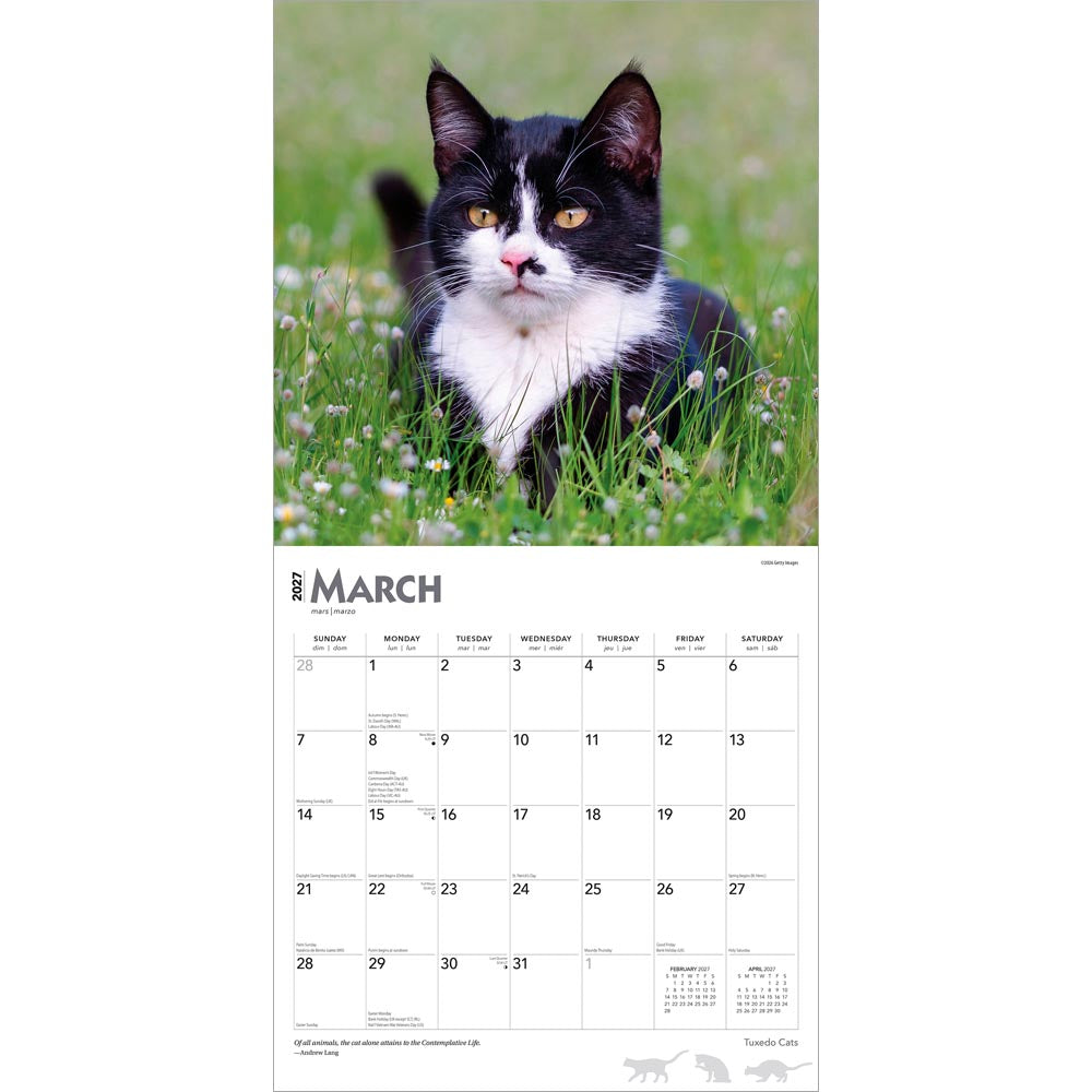 Tuxedo Cats | 2027 12 x 24 Inch (Hanging) Monthly Square Wall Calendar
