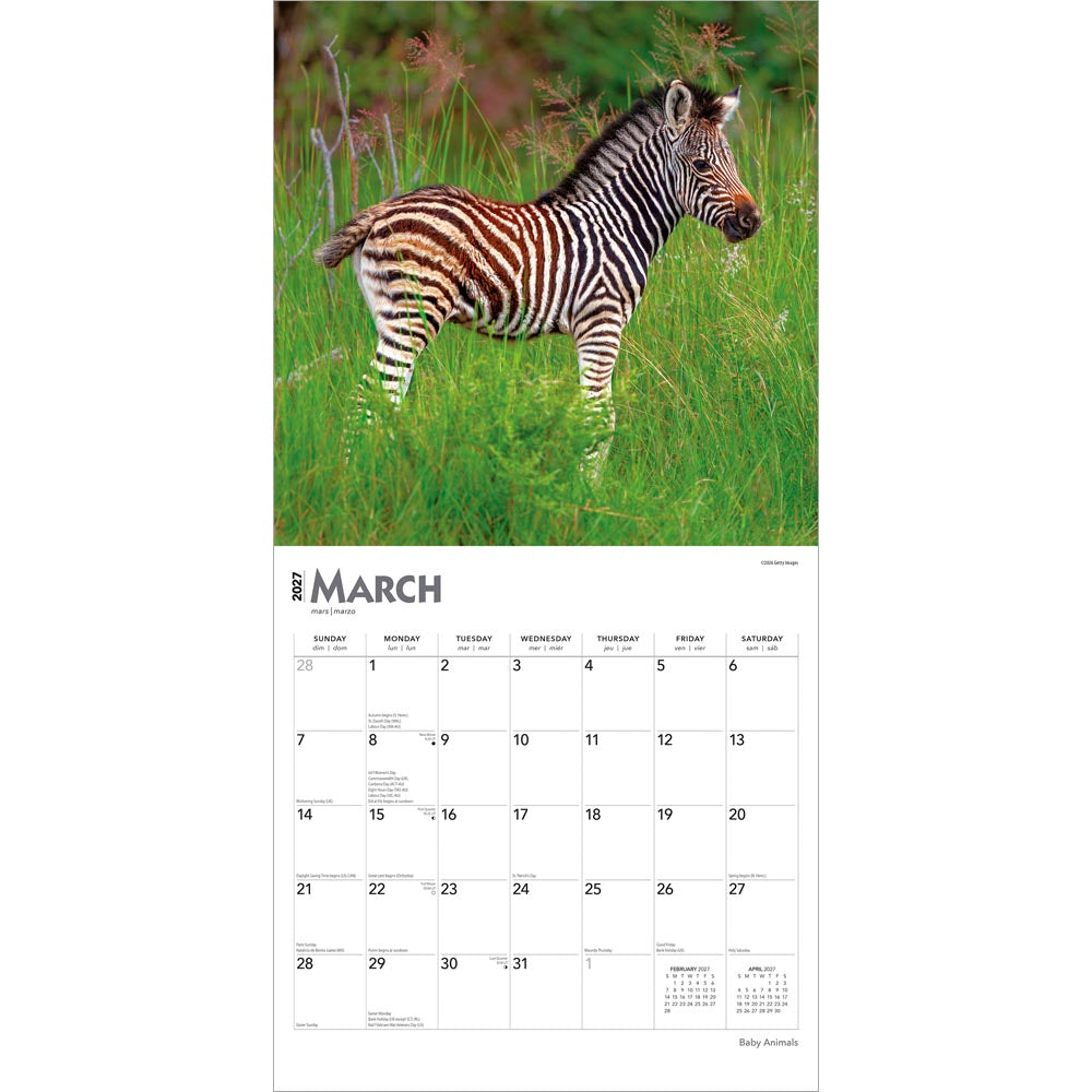 Baby Animals | 2027 12 x 24 Inch (Hanging) Monthly Square Wall Calendar
