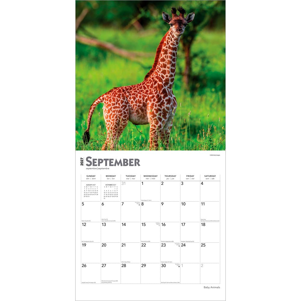 Baby Animals | 2027 12 x 24 Inch (Hanging) Monthly Square Wall Calendar