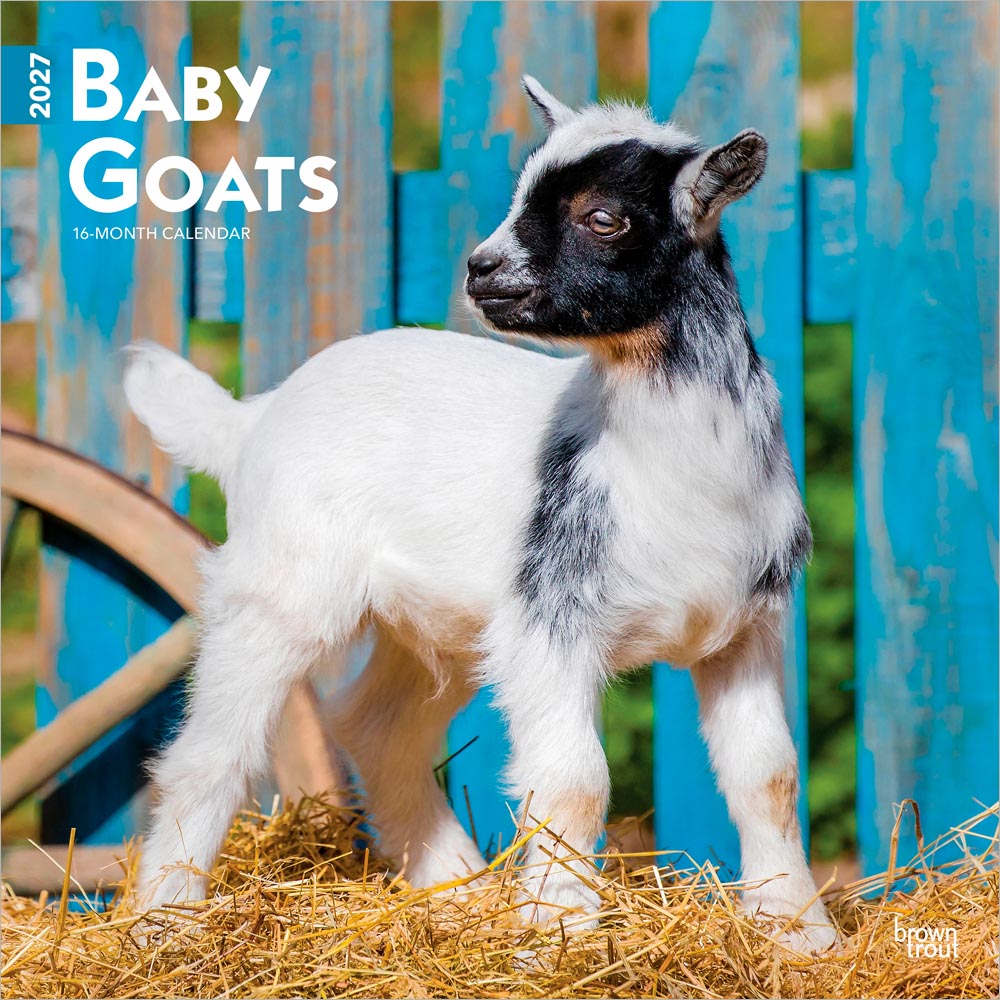 Baby Goats | 2027 12 x 24 Inch (Hanging) Monthly Square Wall Calendar