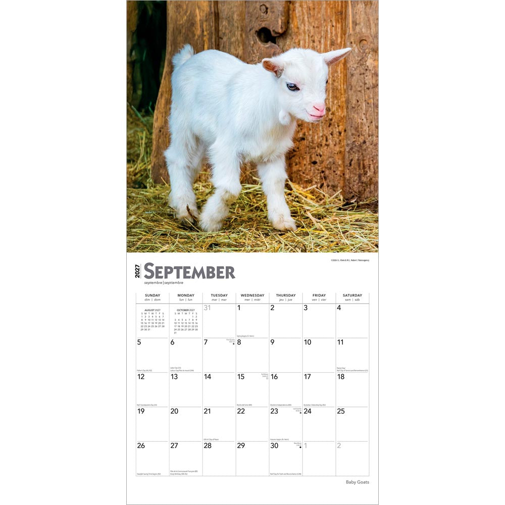 Baby Goats | 2027 12 x 24 Inch (Hanging) Monthly Square Wall Calendar