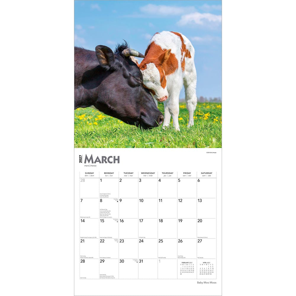 Baby Moo Moos | 2027 12 x 24 Inch (Hanging) Monthly Square Wall Calendar