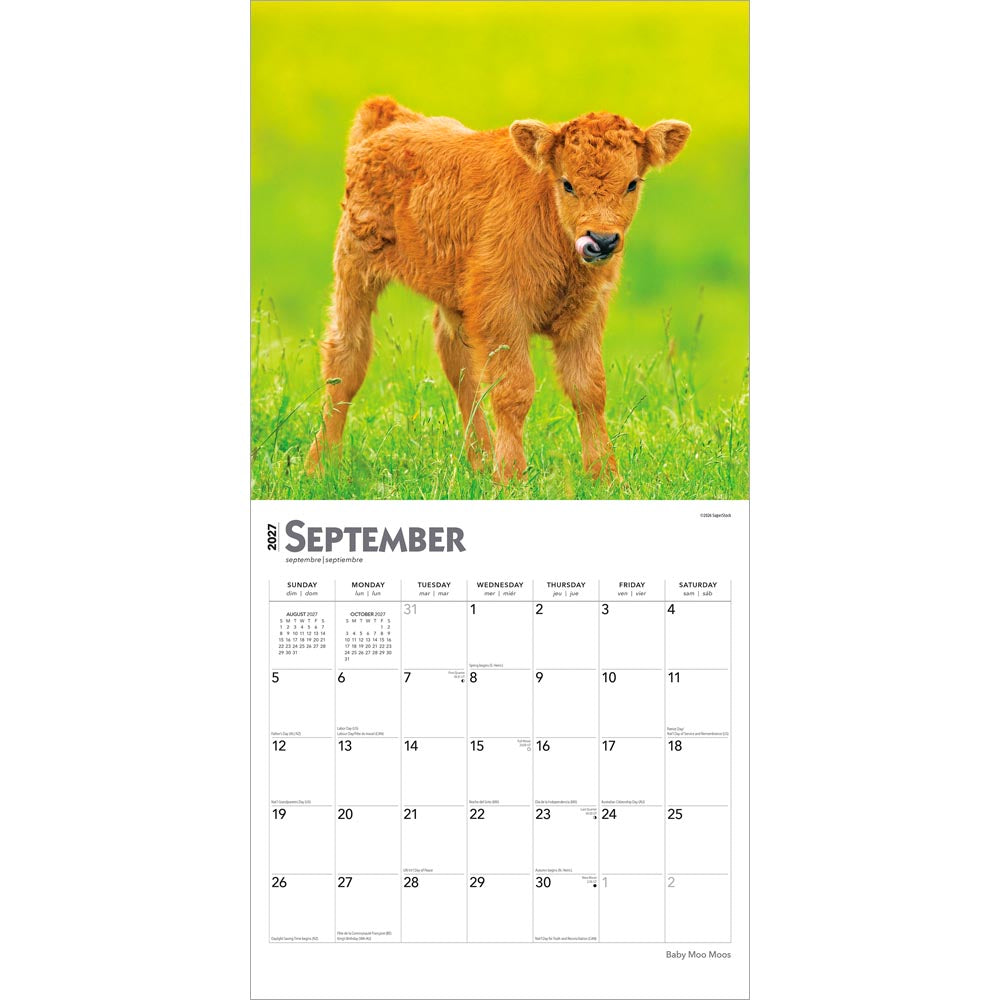Baby Moo Moos | 2027 12 x 24 Inch (Hanging) Monthly Square Wall Calendar