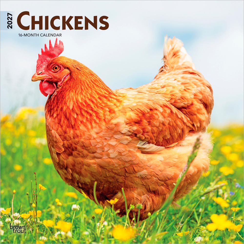 Chickens | 2027 12 x 24 Inch (Hanging) Monthly Square Wall Calendar