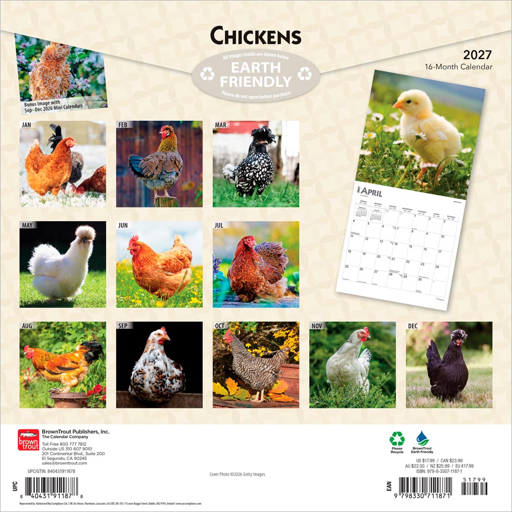 Chickens | 2027 12 x 24 Inch (Hanging) Monthly Square Wall Calendar