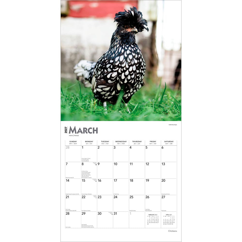 Chickens | 2027 12 x 24 Inch (Hanging) Monthly Square Wall Calendar