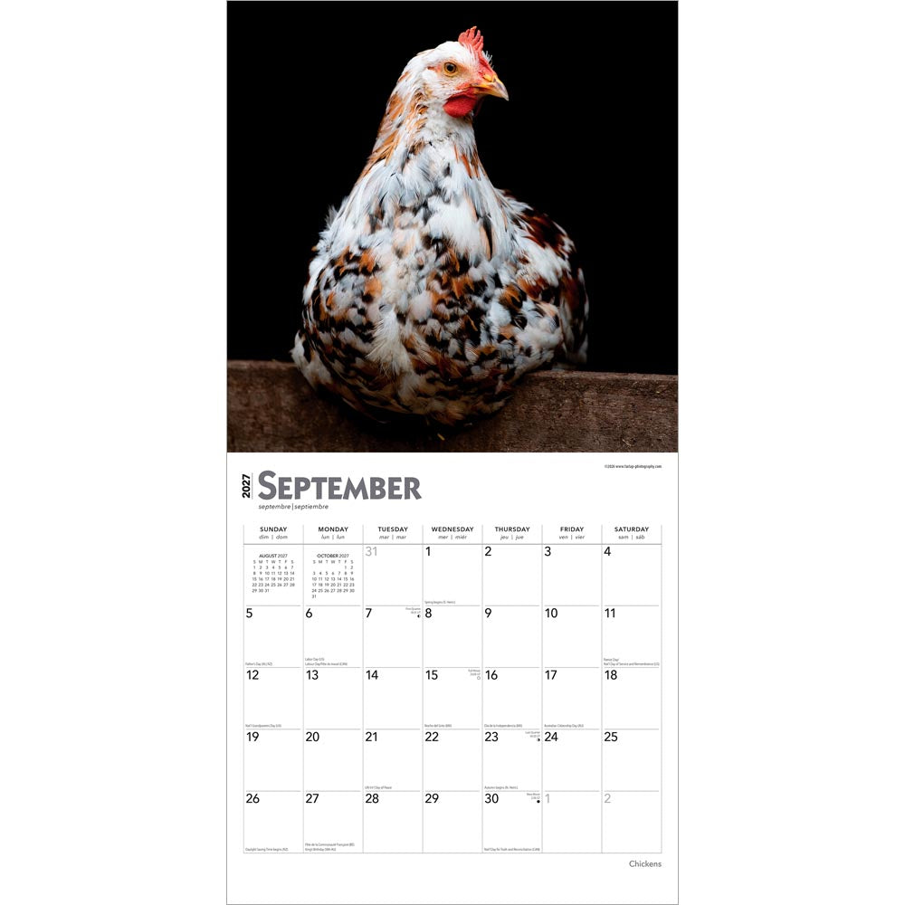 Chickens | 2027 12 x 24 Inch (Hanging) Monthly Square Wall Calendar