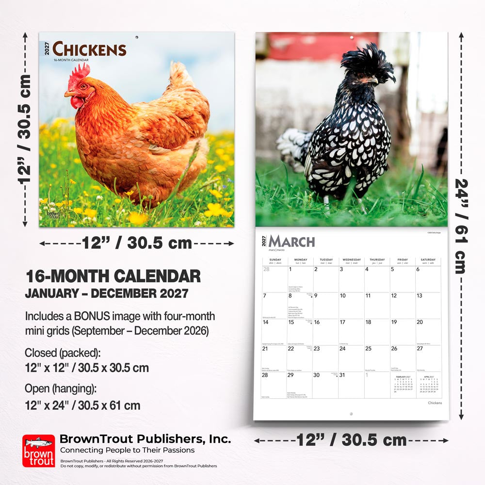 Chickens | 2027 12 x 24 Inch (Hanging) Monthly Square Wall Calendar