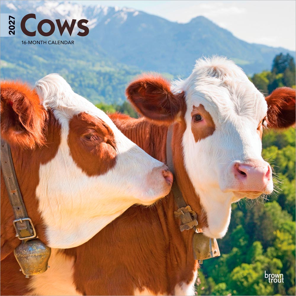 Cows | 2027 12 x 24 Inch (Hanging) Monthly Square Wall Calendar