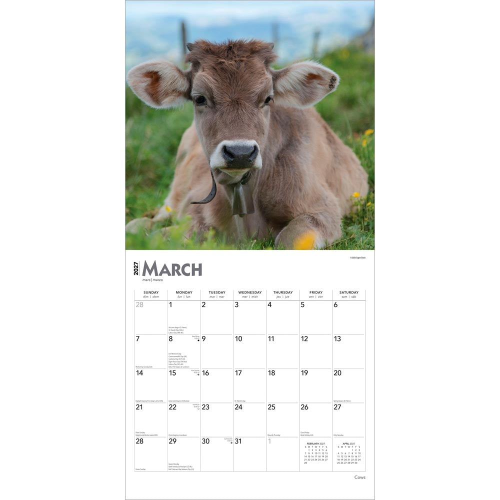 Cows | 2027 12 x 24 Inch (Hanging) Monthly Square Wall Calendar