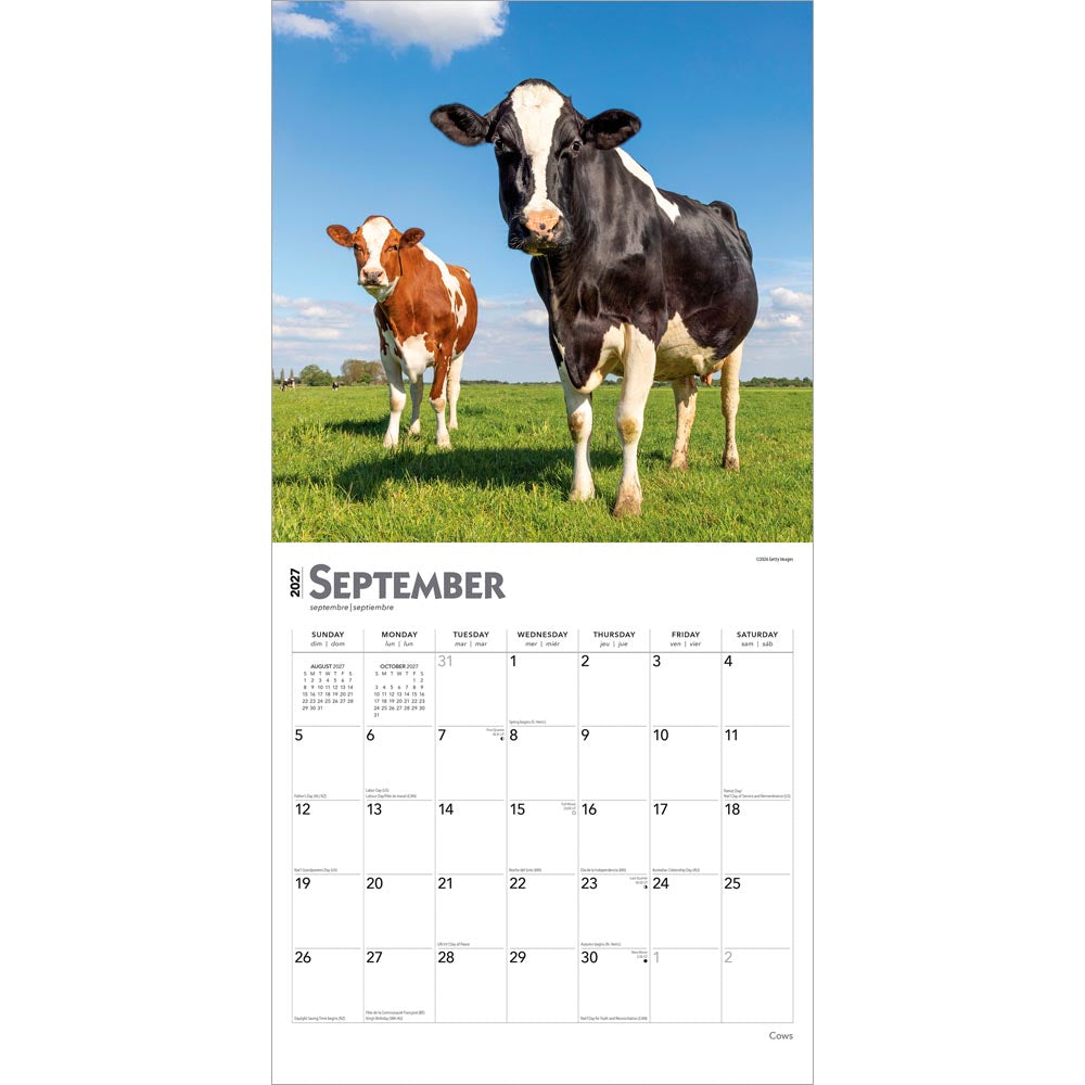 Cows | 2027 12 x 24 Inch (Hanging) Monthly Square Wall Calendar