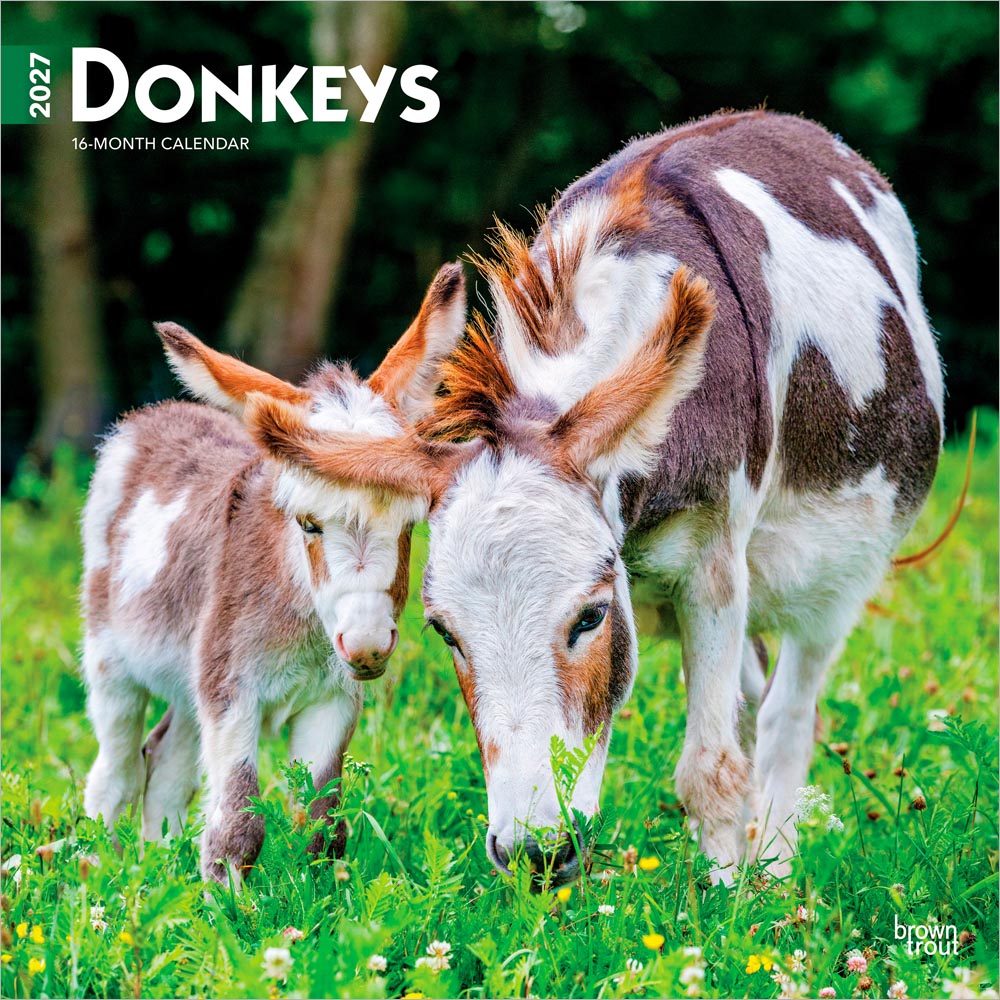 Donkeys | 2027 12 x 24 Inch (Hanging) Monthly Square Wall Calendar