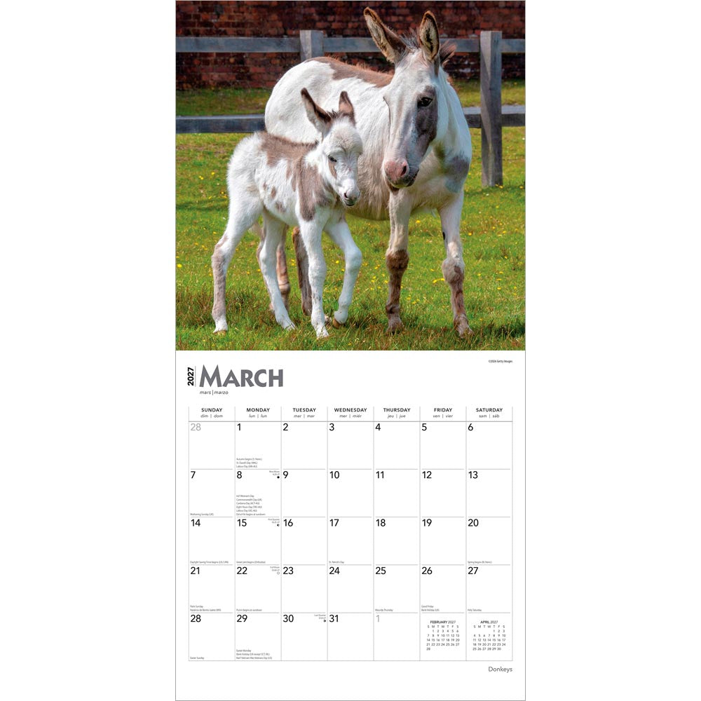 Donkeys | 2027 12 x 24 Inch (Hanging) Monthly Square Wall Calendar