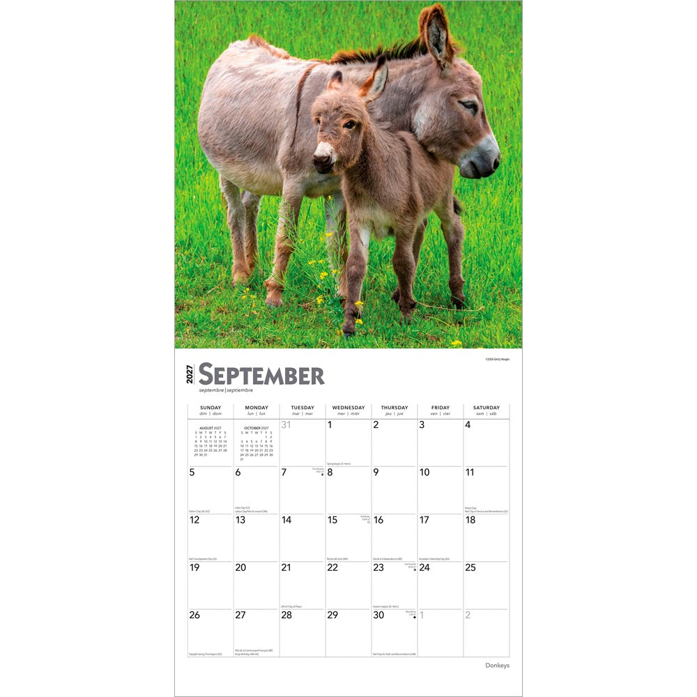 Donkeys | 2027 12 x 24 Inch (Hanging) Monthly Square Wall Calendar
