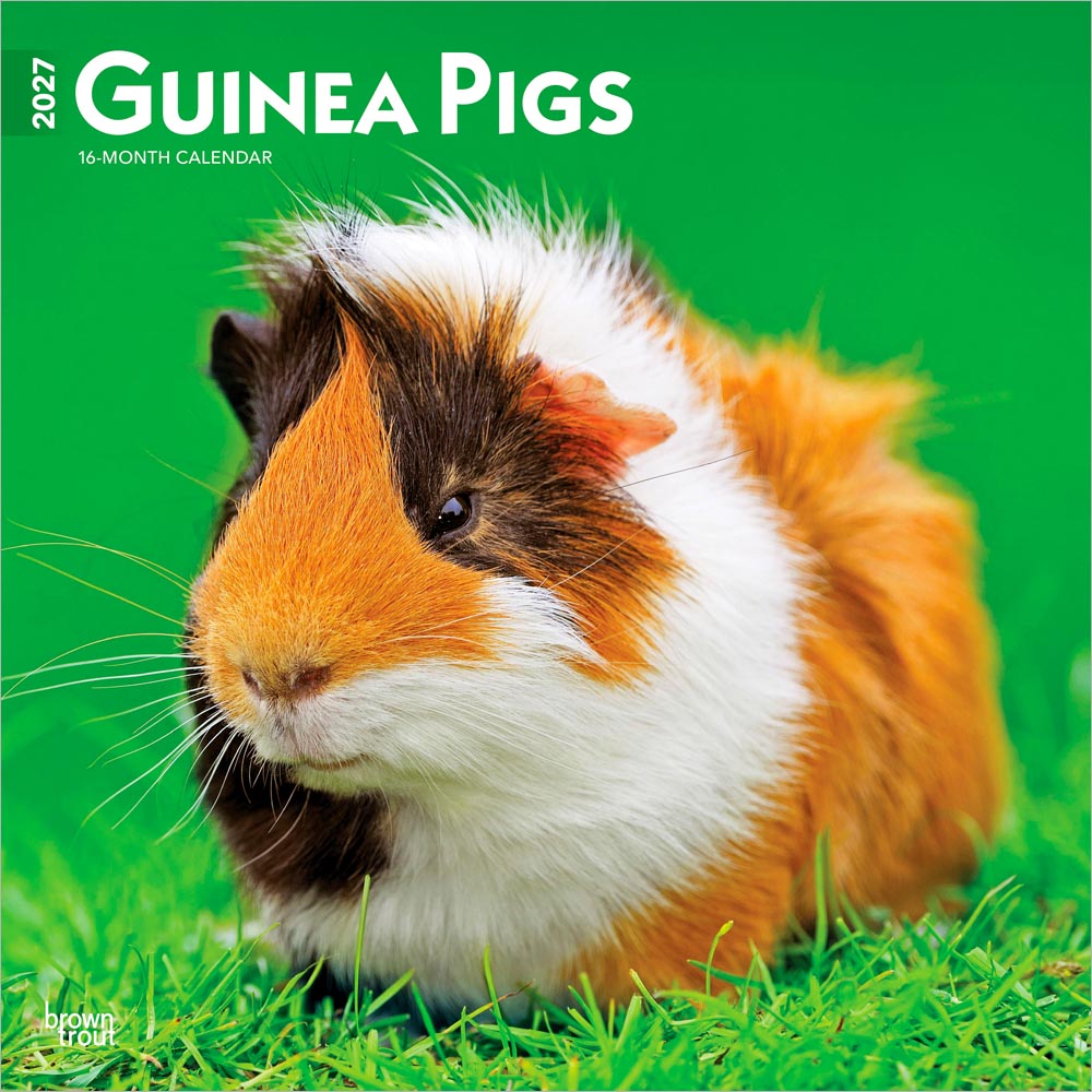 Guinea Pigs | 2027 12 x 24 Inch (Hanging) Monthly Square Wall Calendar
