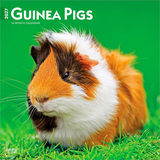 Guinea Pigs | 2027 12 x 24 Inch (Hanging) Monthly Square Wall Calendar
