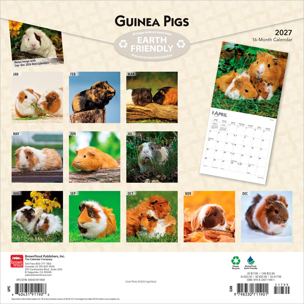 Guinea Pigs | 2027 12 x 24 Inch (Hanging) Monthly Square Wall Calendar