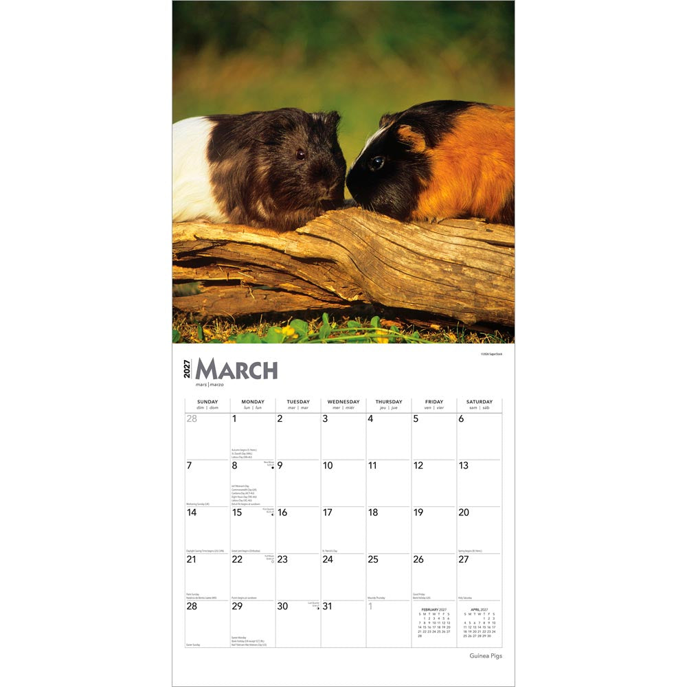 Guinea Pigs | 2027 12 x 24 Inch (Hanging) Monthly Square Wall Calendar