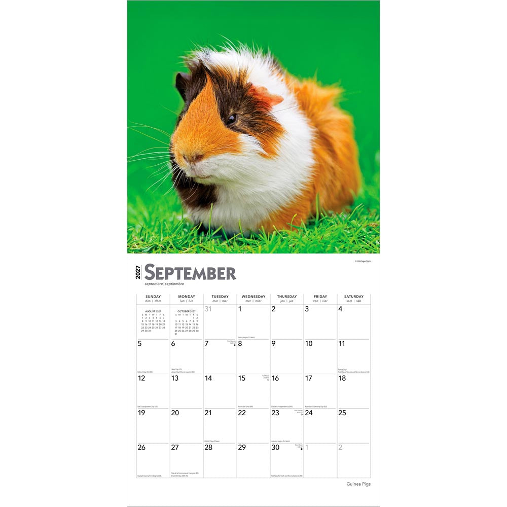 Guinea Pigs | 2027 12 x 24 Inch (Hanging) Monthly Square Wall Calendar