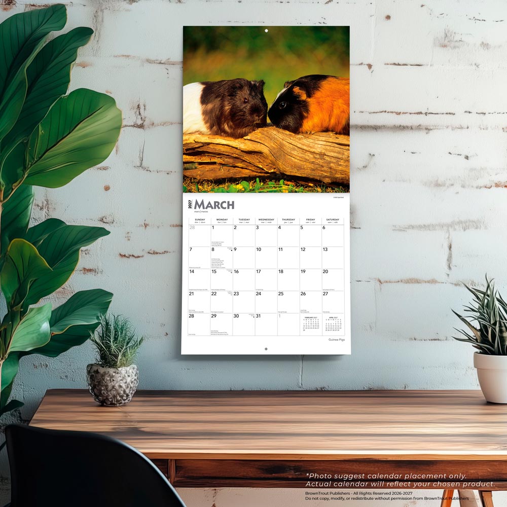 Guinea Pigs | 2027 12 x 24 Inch (Hanging) Monthly Square Wall Calendar