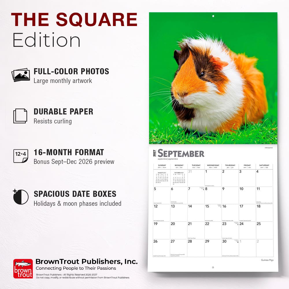 Guinea Pigs | 2027 12 x 24 Inch (Hanging) Monthly Square Wall Calendar