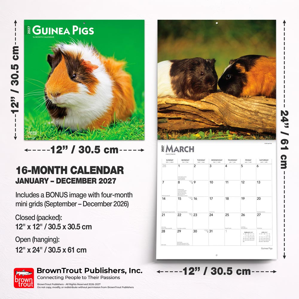 Guinea Pigs | 2027 12 x 24 Inch (Hanging) Monthly Square Wall Calendar