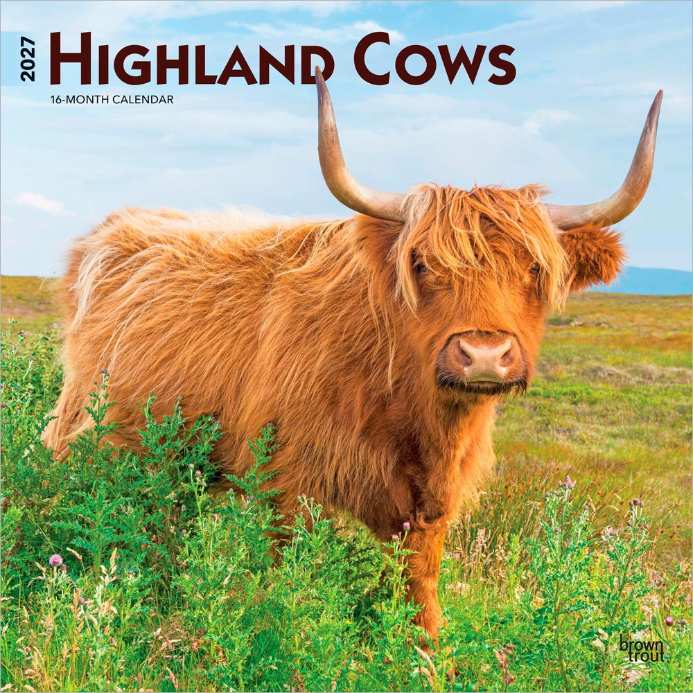 Highland Cows | 2027 12 x 24 Inch (Hanging) Monthly Square Wall Calendar