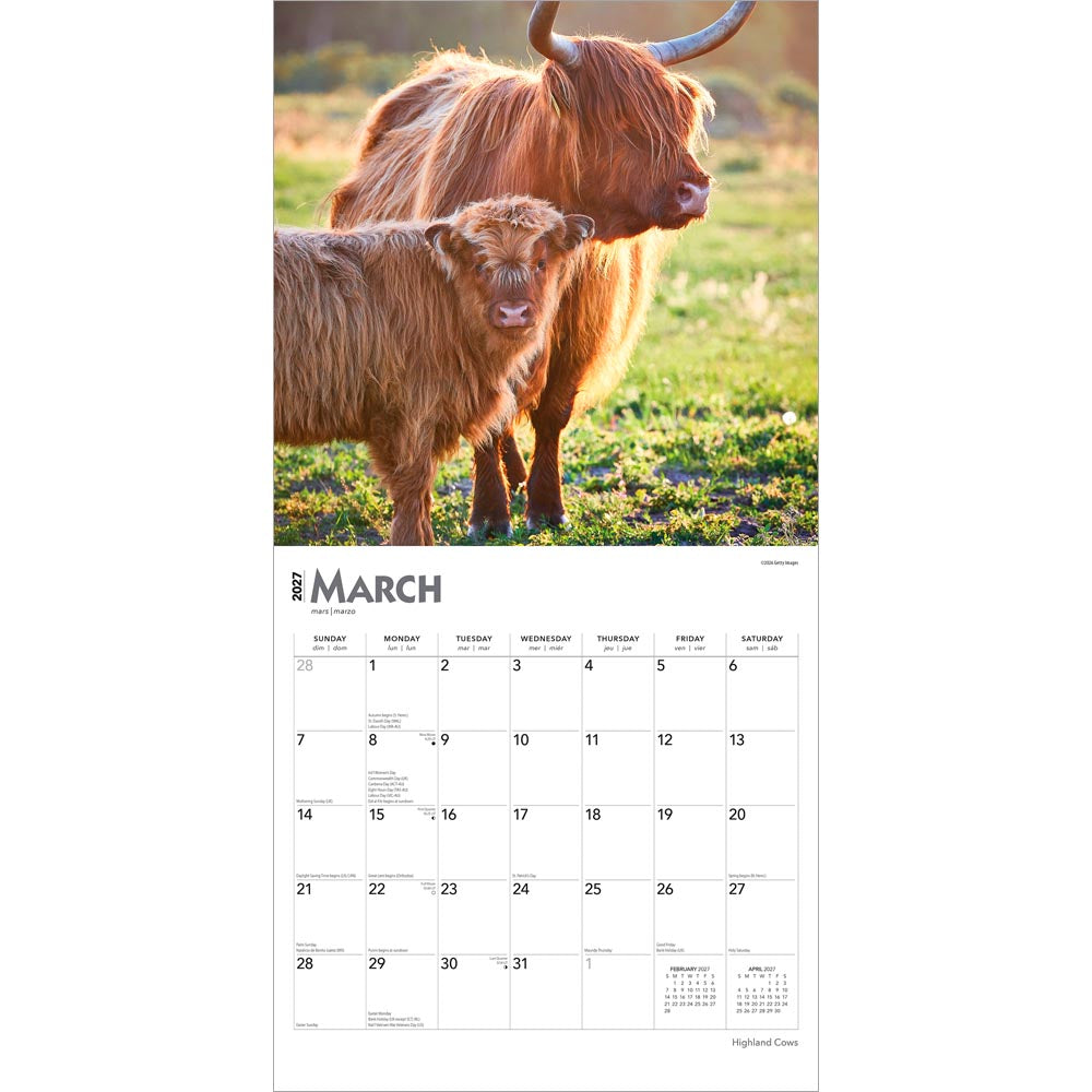 Highland Cows | 2027 12 x 24 Inch (Hanging) Monthly Square Wall Calendar