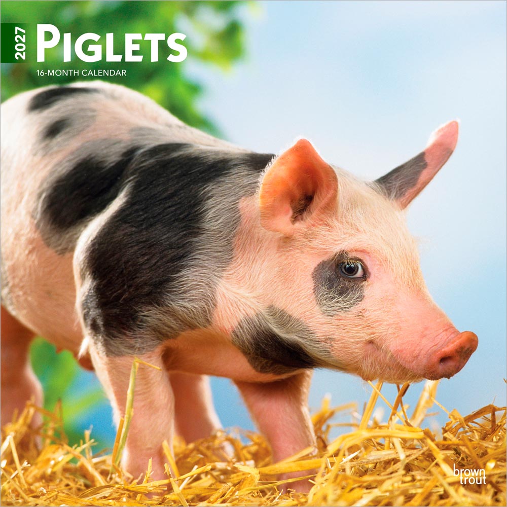 Piglets | 2027 12 x 24 Inch (Hanging) Monthly Square Wall Calendar