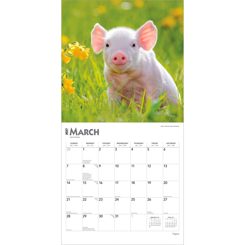 Piglets | 2027 12 x 24 Inch (Hanging) Monthly Square Wall Calendar