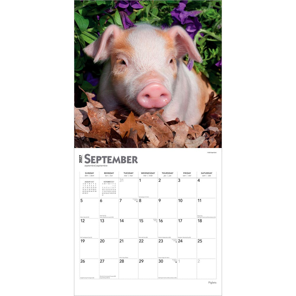 Piglets | 2027 12 x 24 Inch (Hanging) Monthly Square Wall Calendar