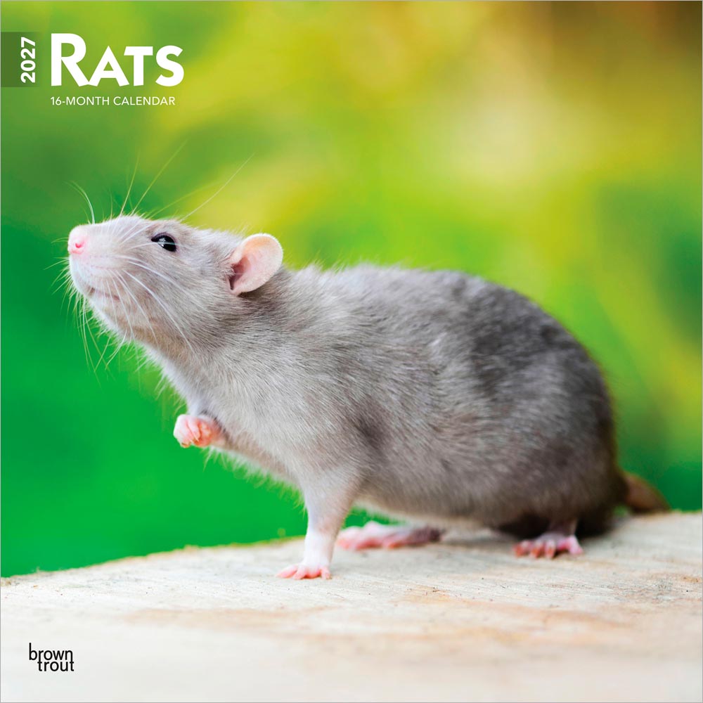 Rats | 2027 12 x 24 Inch (Hanging) Monthly Square Wall Calendar