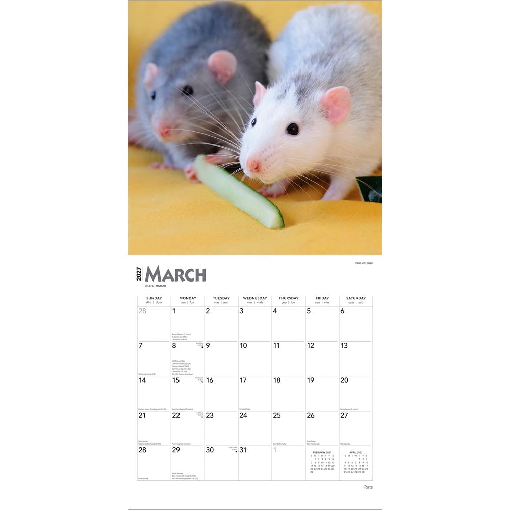 Rats | 2027 12 x 24 Inch (Hanging) Monthly Square Wall Calendar