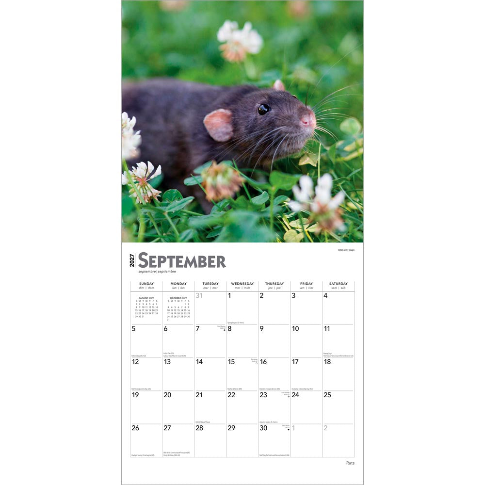 Rats | 2027 12 x 24 Inch (Hanging) Monthly Square Wall Calendar