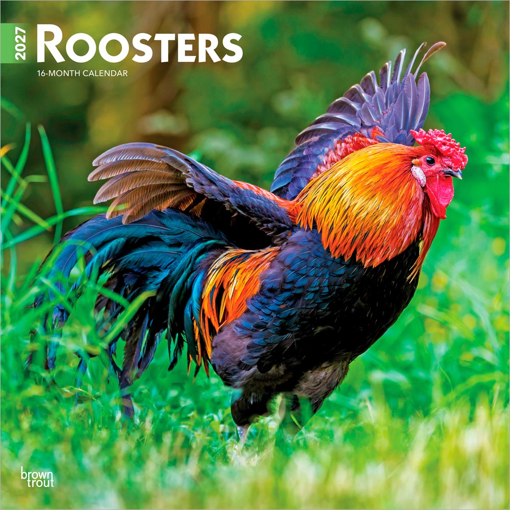 Roosters | 2027 12 x 24 Inch (Hanging) Monthly Square Wall Calendar