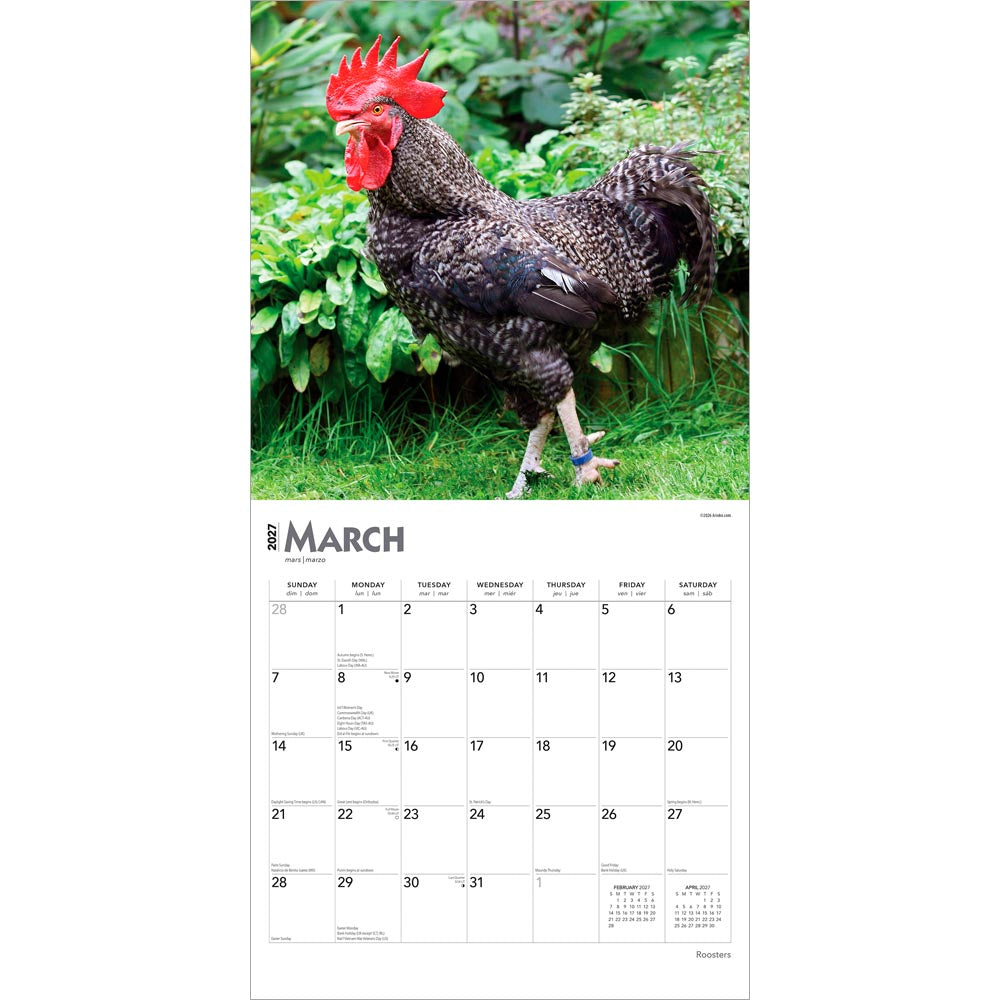 Roosters | 2027 12 x 24 Inch (Hanging) Monthly Square Wall Calendar